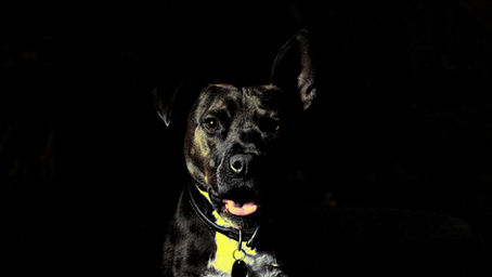 They called their dog Bowwardo 